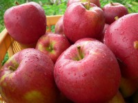 りんごの種類と旬の時期
