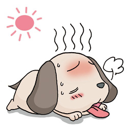 犬の熱中症の症状と予防対策方法について